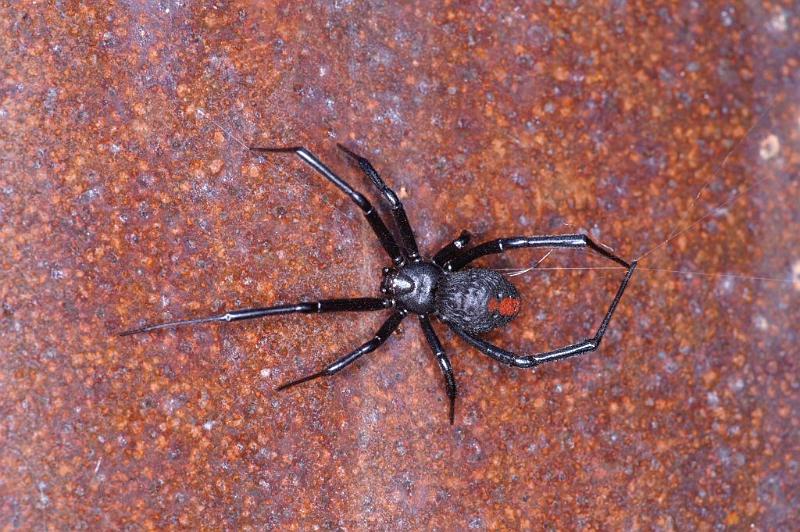 Latrodectus_hasselti_D3455_Z_90_Karinji NP_Australie.jpg